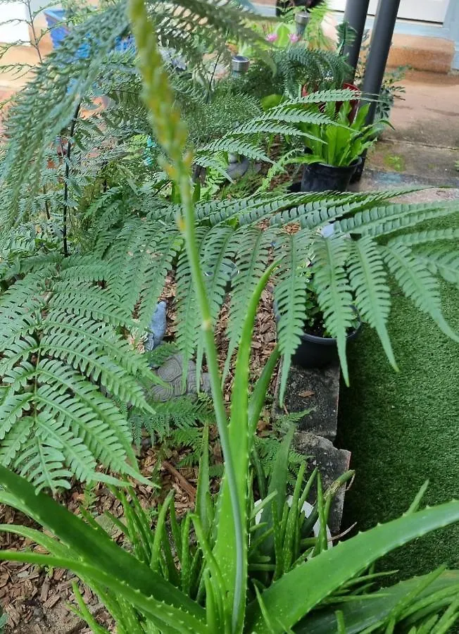 Jds Tropical Stays Cairns