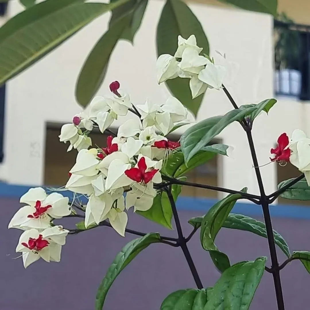 Apartment Jds Tropical Stays Cairns
